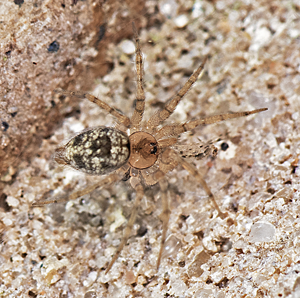 Oecobius cellariorum from Canyon Lake, TX, USA on May 4, 2024 at 10:02 ...