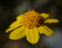Monolopia gracilens