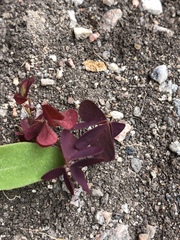 Oxalis stricta rufa