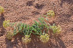 Asclepias macrosperma
