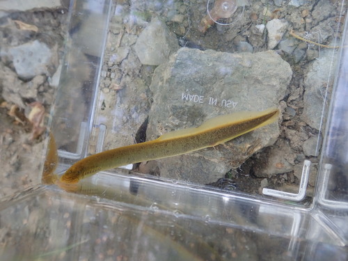 Southern brook lamprey (Ichthyomyzon gagei) — Petromyzontidae — 5