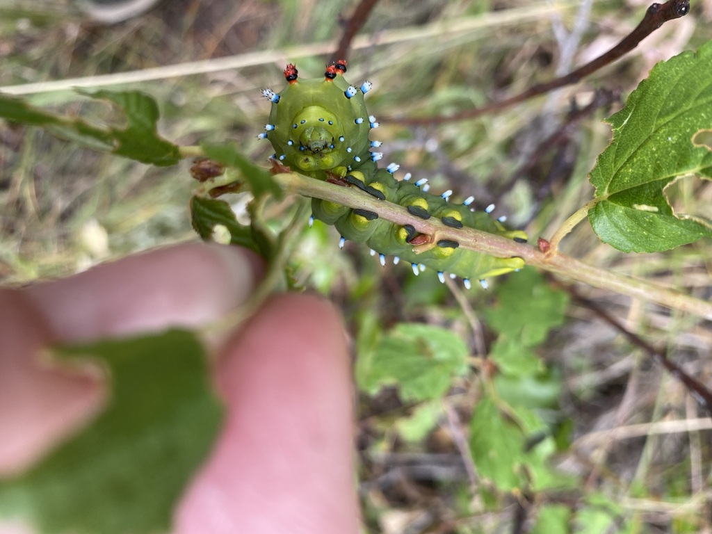 Ceanothus Silk Moth from North Okanagan, BC, Canada on August 4, 2022 ...