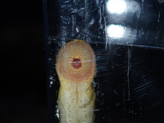 Southern Brook Lamprey photo 3