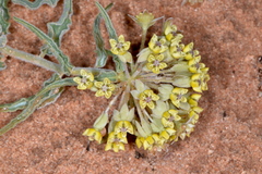 Asclepias macrosperma