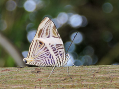 Colobura dirce dirce