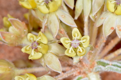 Asclepias macrosperma