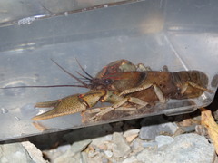 Cambarus coosae
