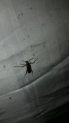 Strongylium erythrocephalum