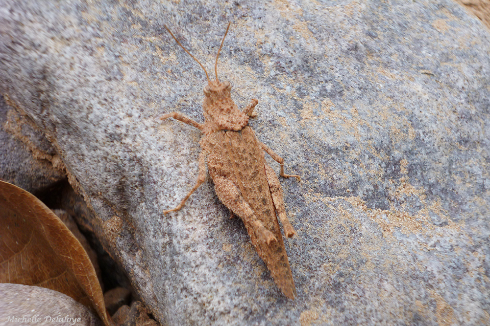Ommexecha macropterum