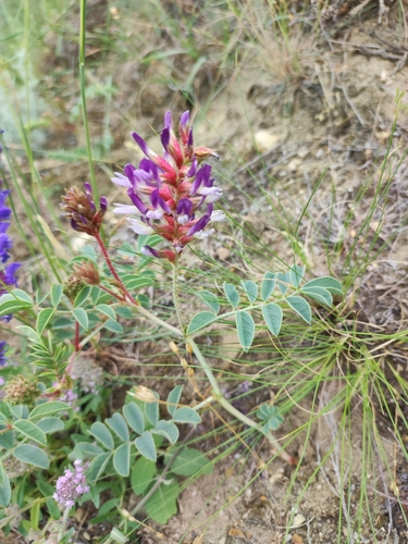 Image of Glycyrrhiza Aspera (Glycyrrhiza aspera) by (c) Dmitry Ivanov, some rights reserved (CC BY)