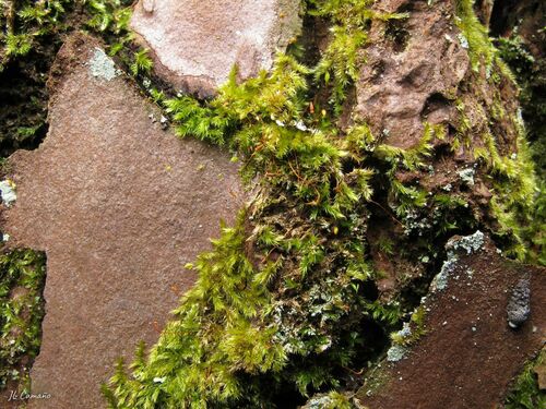 Bark Signal-moss (Sematophyllum substrumulosum)