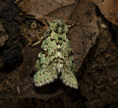 Bryolymnia viridata photo 3