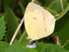 Abaeis salome jamapa