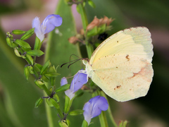 Abaeis salome jamapa