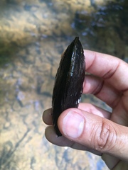 Unionoidea