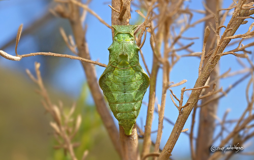 Chilean Swallowtail