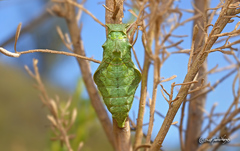 Battus polydamas psittacus