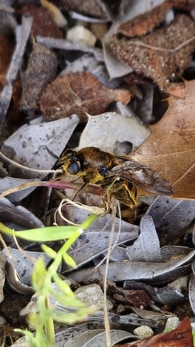 Pycnomalla splendens
