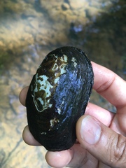 Unionoidea