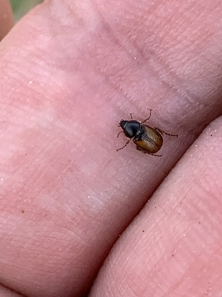 Oncerus floralis