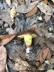 Cyanoboletus