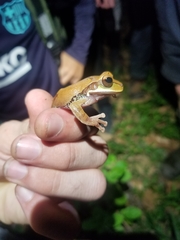 Smilisca cyanosticta