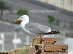 Larus michahellis
