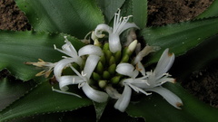 Cryptanthus coriaceus