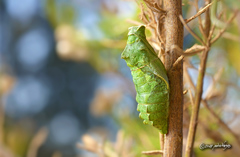 Battus polydamas psittacus