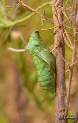 Battus polydamas psittacus