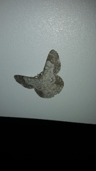 Pingasa ruginaria pacifica