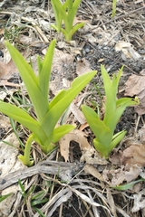 Hemerocallis fulva
