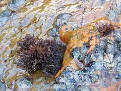 Gelidium pristoides