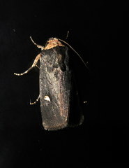 Proteuxoa cinereicollis