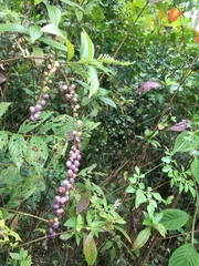 Gonzalagunia hirsuta