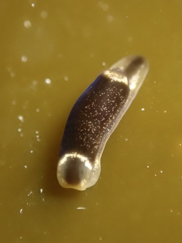 Runcina coronata