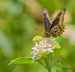 Battus polydamas psittacus