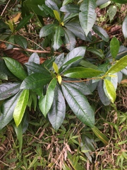 Gesneria pedunculosa