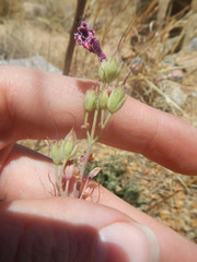 Penstemon parryi