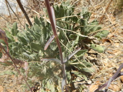 Penstemon parryi