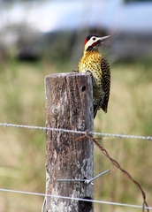 Green-Barred Woodpecker photo 5