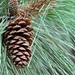 Pinus ponderosa - Photo (c) Mart Hughes,  זכויות יוצרים חלקיות (CC BY-NC), הועלה על ידי Mart Hughes