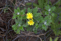 Andryala pinnatifida