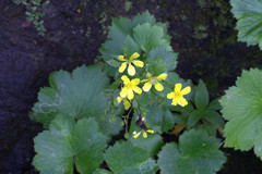 Ranunculus cortusifolius