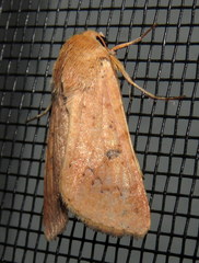 Australothis rubrescens