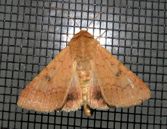 Australothis rubrescens