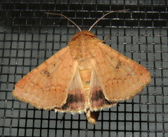 Australothis rubrescens