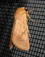 Australothis rubrescens