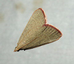 Hypsopygia albidalis