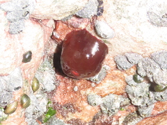 Actinia ebhayiensis